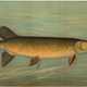Illustration for article titled Fishes of North America That are Captured on Hook and Line